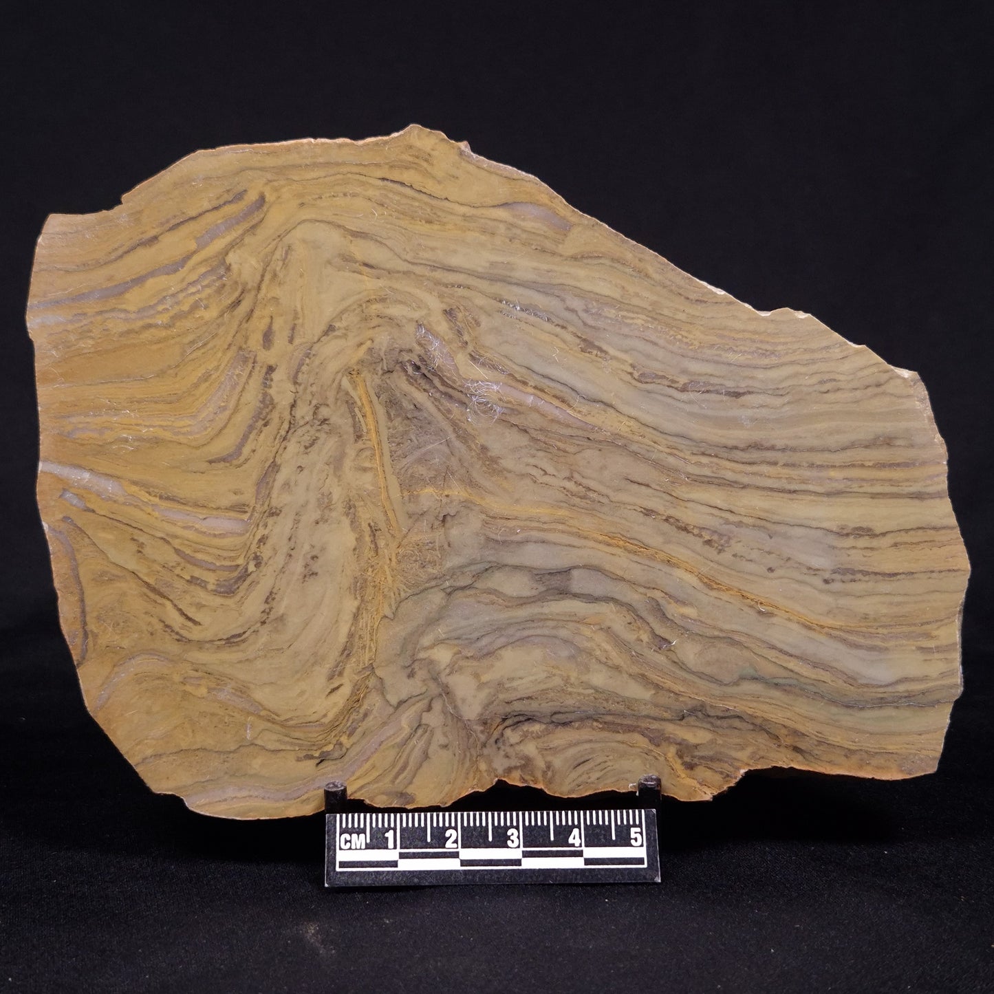 KUSSIELLA CF. KUSSIENSIS, Paleoproterozoic, Canada ZKK032