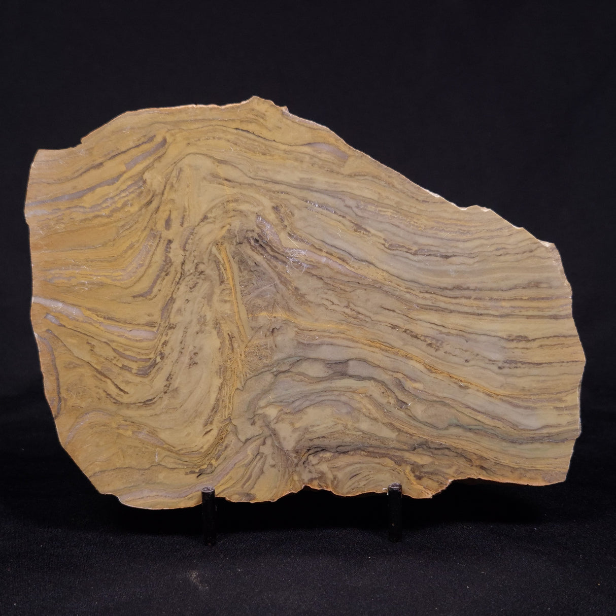 KUSSIELLA CF. KUSSIENSIS, Paleoproterozoic, Canada ZKK032