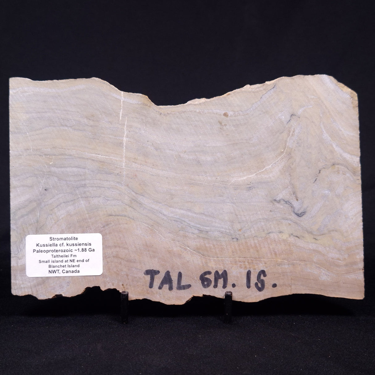 KUSSIELLA CF. KUSSIENSIS, Paleoproterozoic, Canada ZKK033