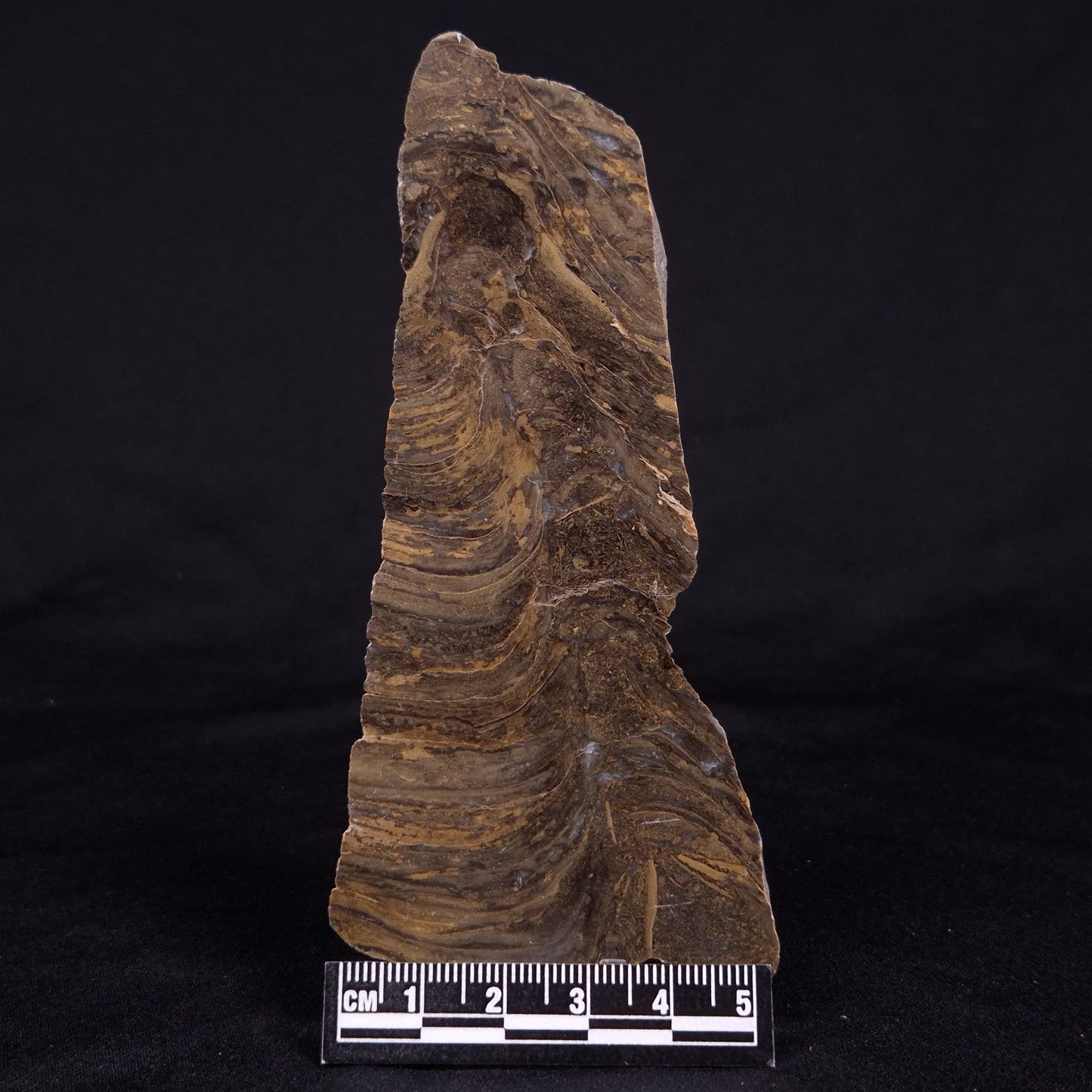 KUSSIELLA CF. KUSSIENSIS, Paleoproterozoic, Canada ZKK034