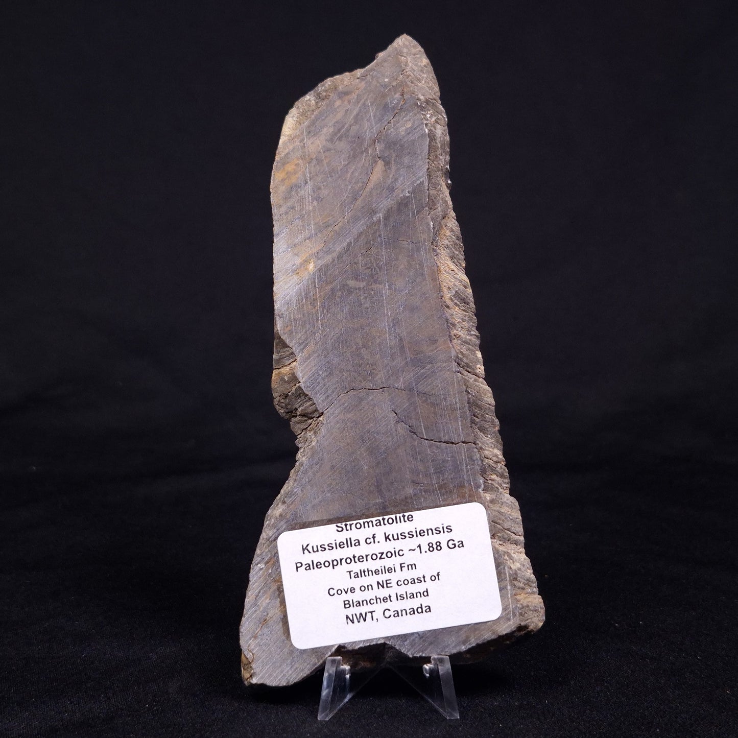 KUSSIELLA CF. KUSSIENSIS, Paleoproterozoic, Canada ZKK034