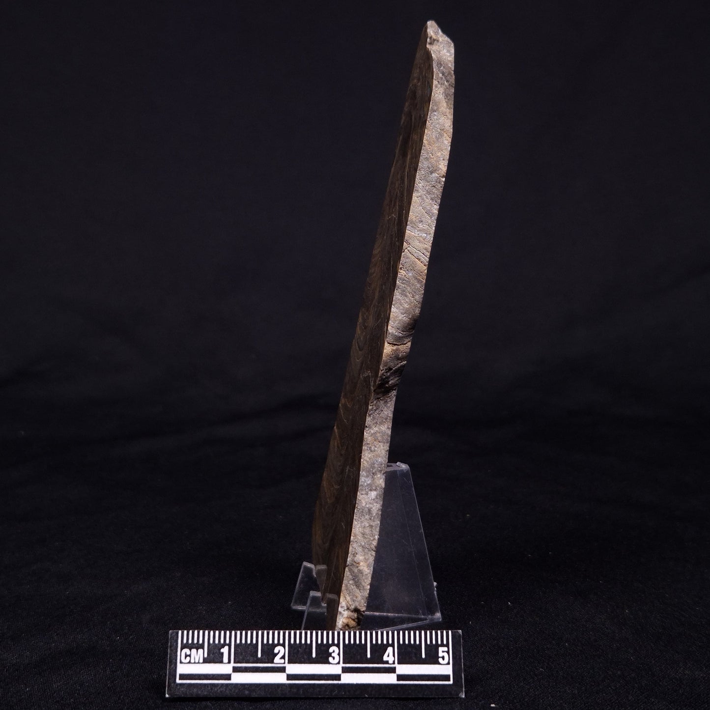 KUSSIELLA CF. KUSSIENSIS, Paleoproterozoic, Canada ZKK034