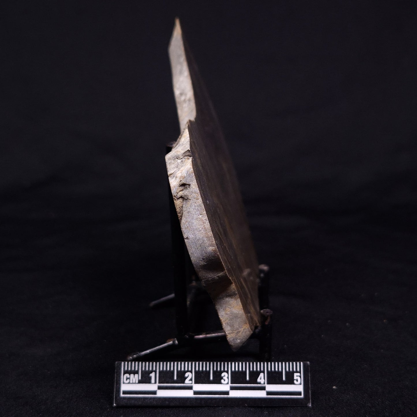 KUSSIELLA CF. KUSSIENSIS, Paleoproterozoic, Canada ZKK035