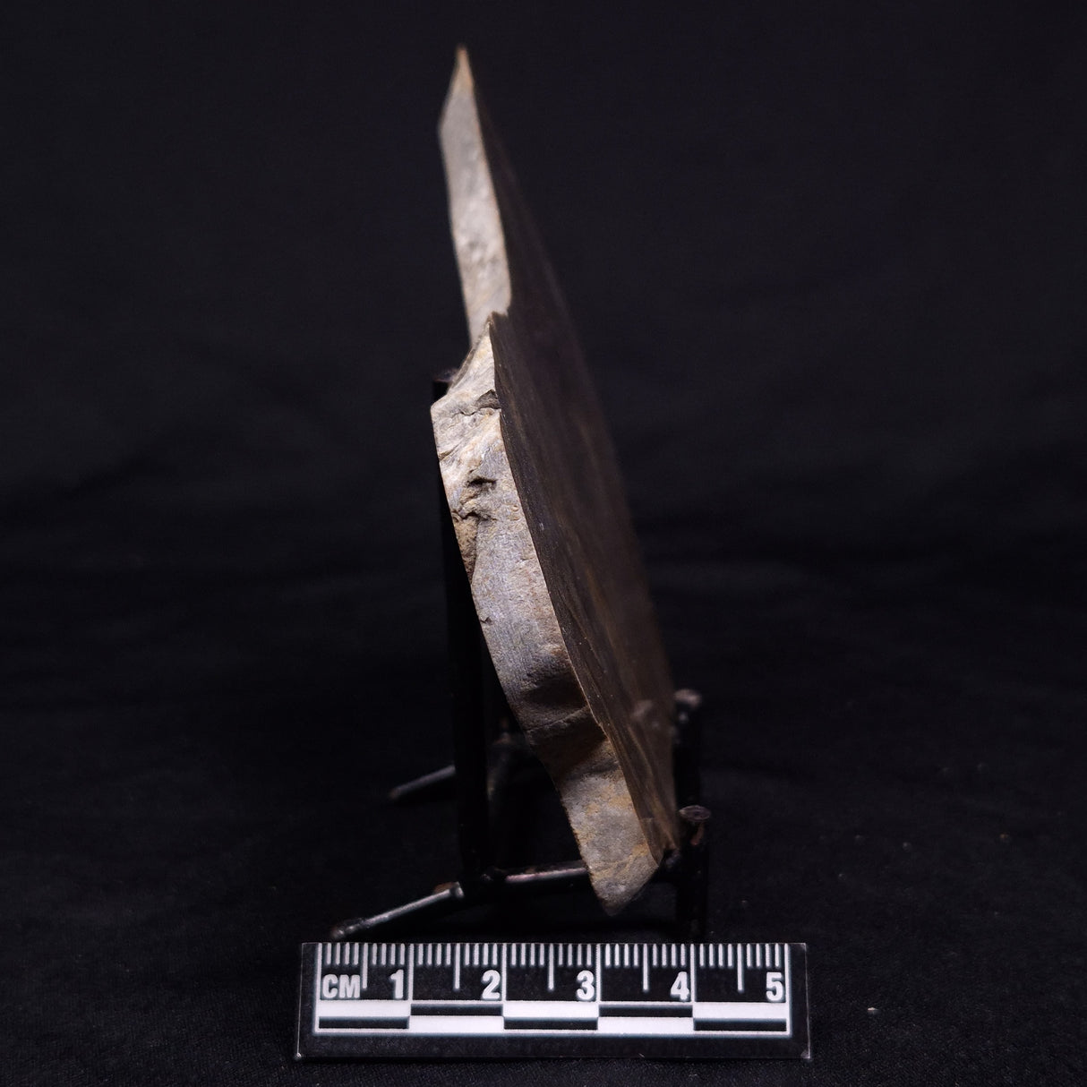 KUSSIELLA CF. KUSSIENSIS, Paleoproterozoic, Canada ZKK035