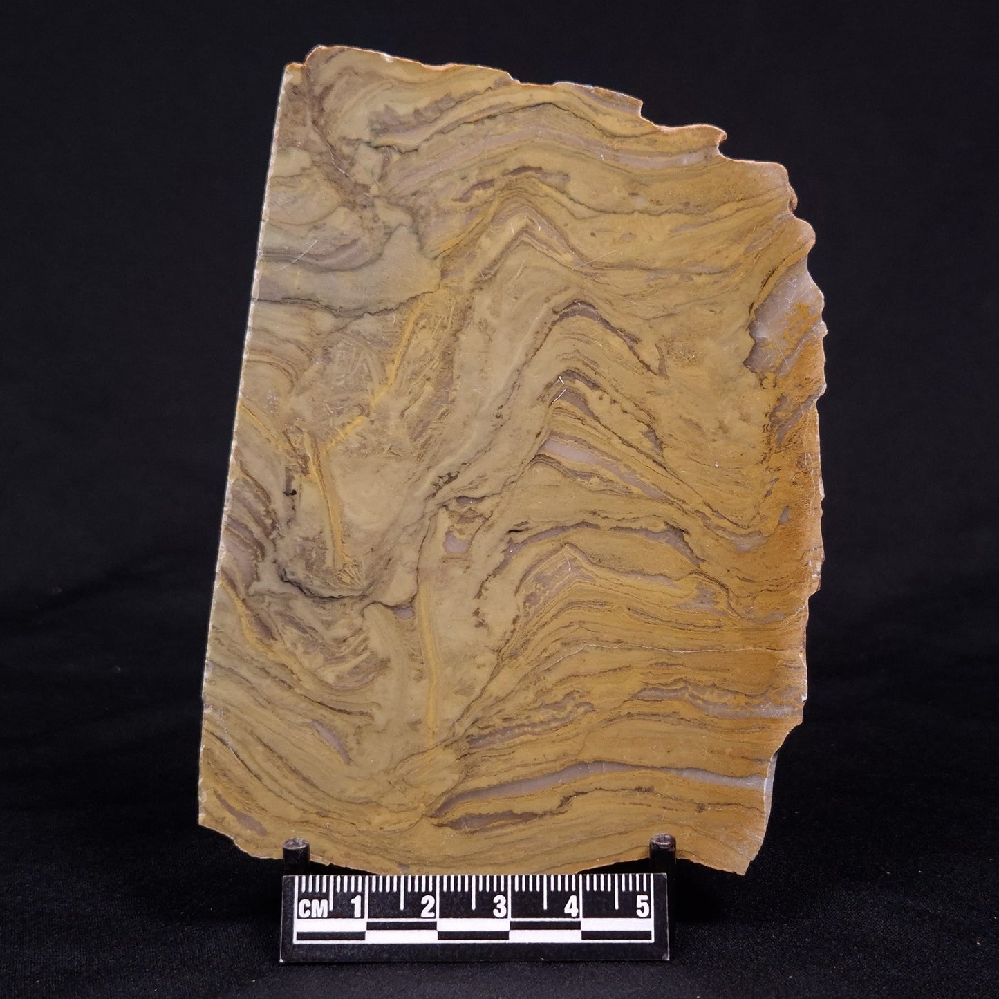KUSSIELLA CF. KUSSIENSIS, Paleoproterozoic, Canada ZKK036