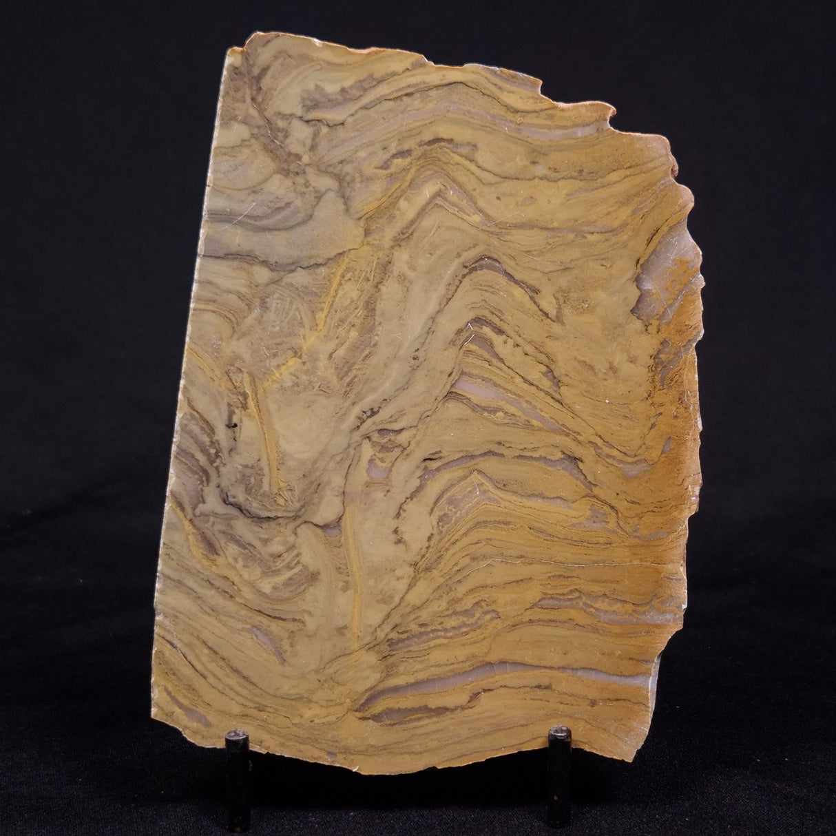 KUSSIELLA CF. KUSSIENSIS, Paleoproterozoic, Canada ZKK036