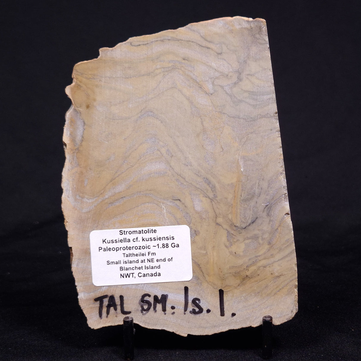 KUSSIELLA CF. KUSSIENSIS, Paleoproterozoic, Canada ZKK036