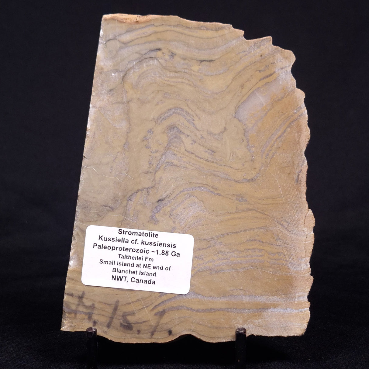 KUSSIELLA CF. KUSSIENSIS, Paleoproterozoic, Canada ZKK037