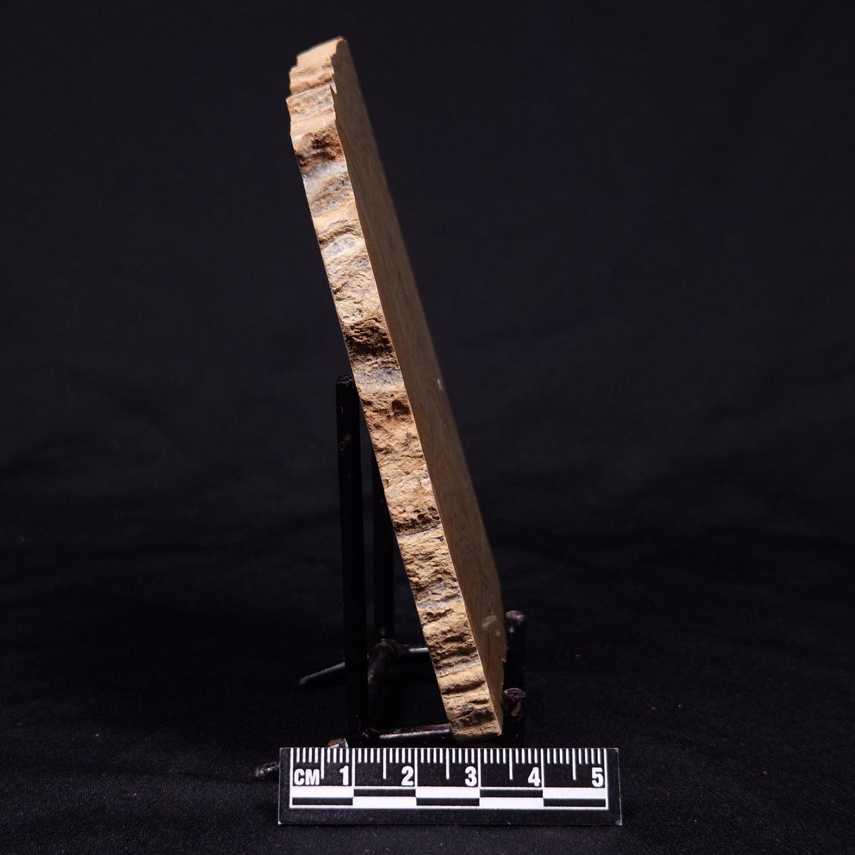 KUSSIELLA CF. KUSSIENSIS, Paleoproterozoic, Canada ZKK037