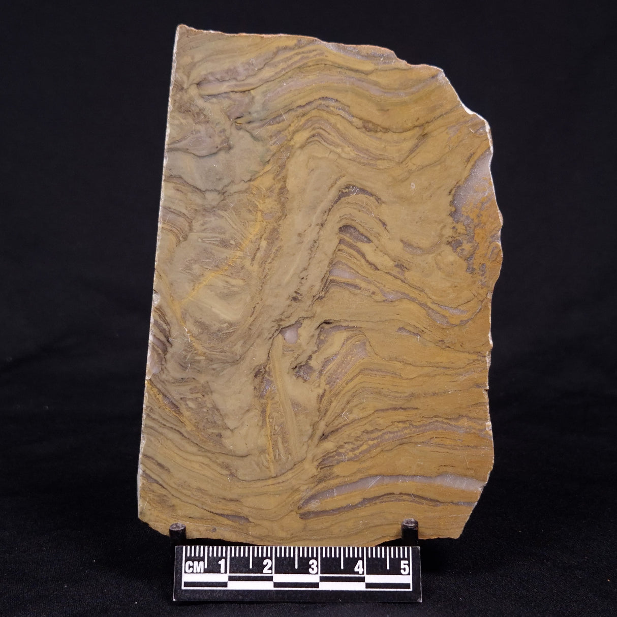 KUSSIELLA CF. KUSSIENSIS, Paleoproterozoic, Canada ZKK040