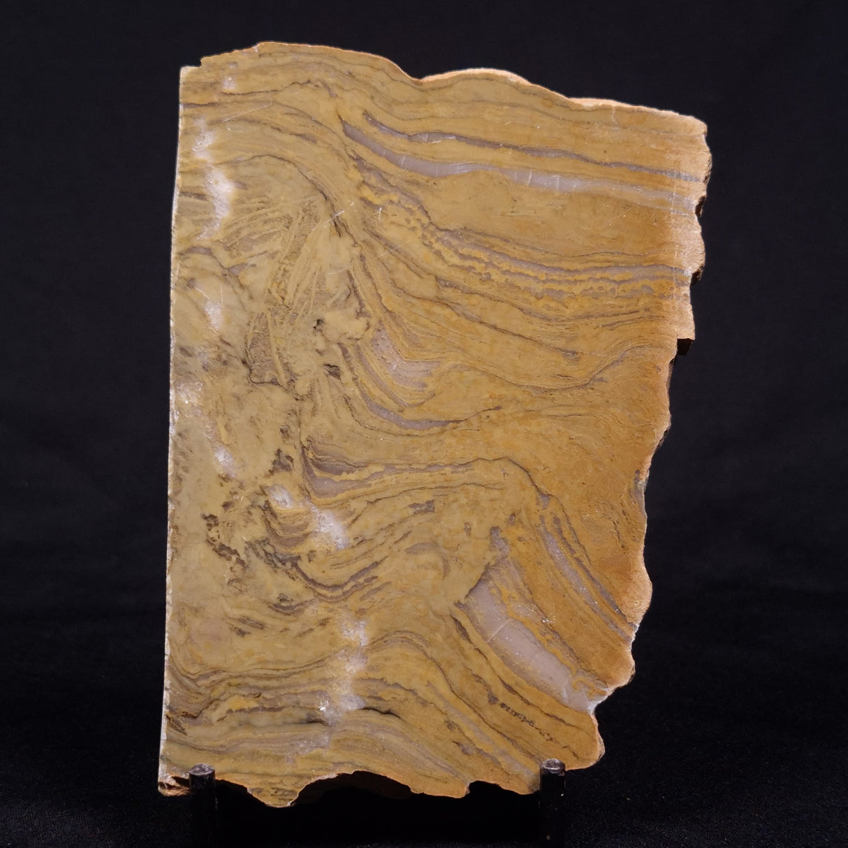 KUSSIELLA CF. KUSSIENSIS, Paleoproterozoic, Canada ZKK041