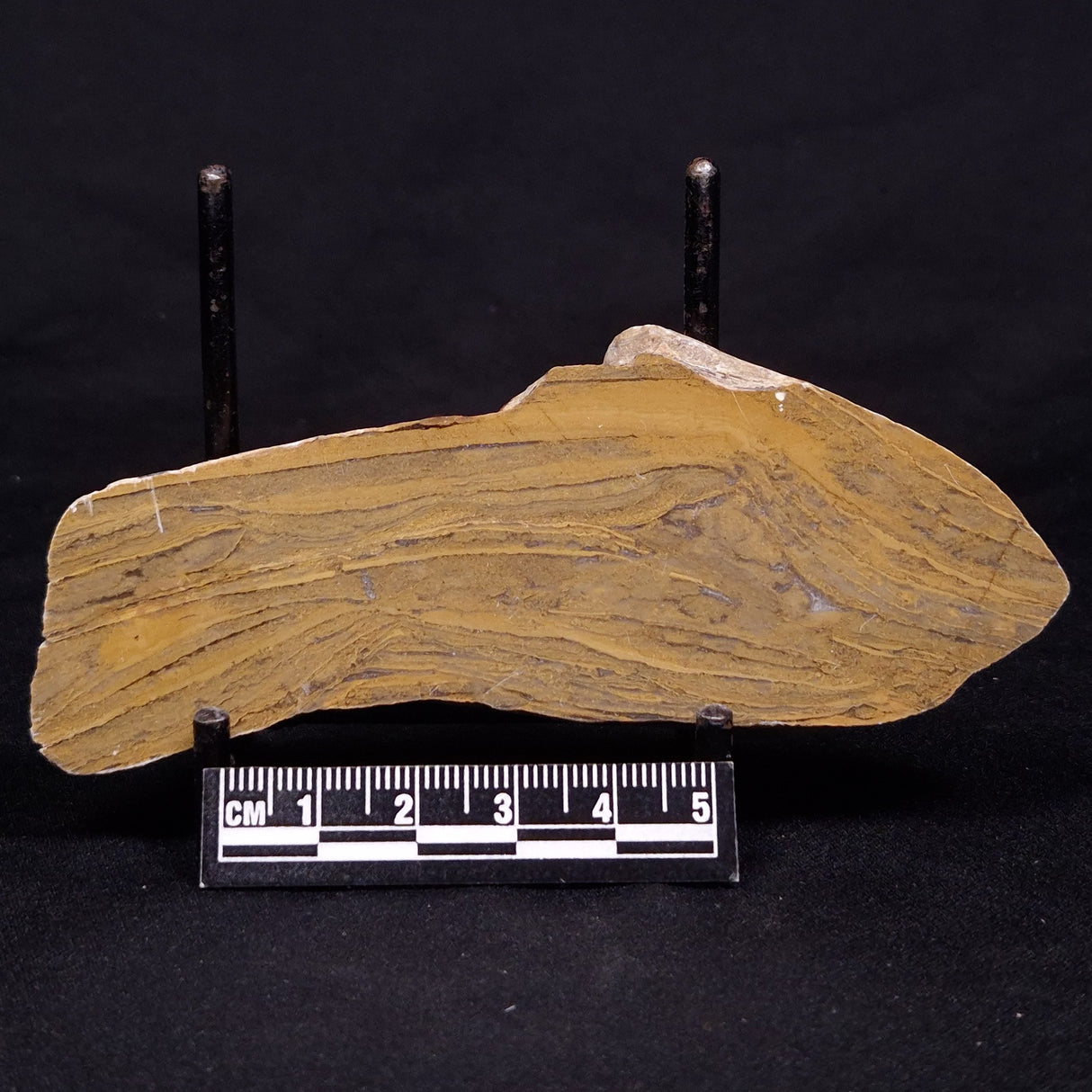 KUSSIELLA CF. KUSSIENSIS, Paleoproterozoic, Canada ZKK042