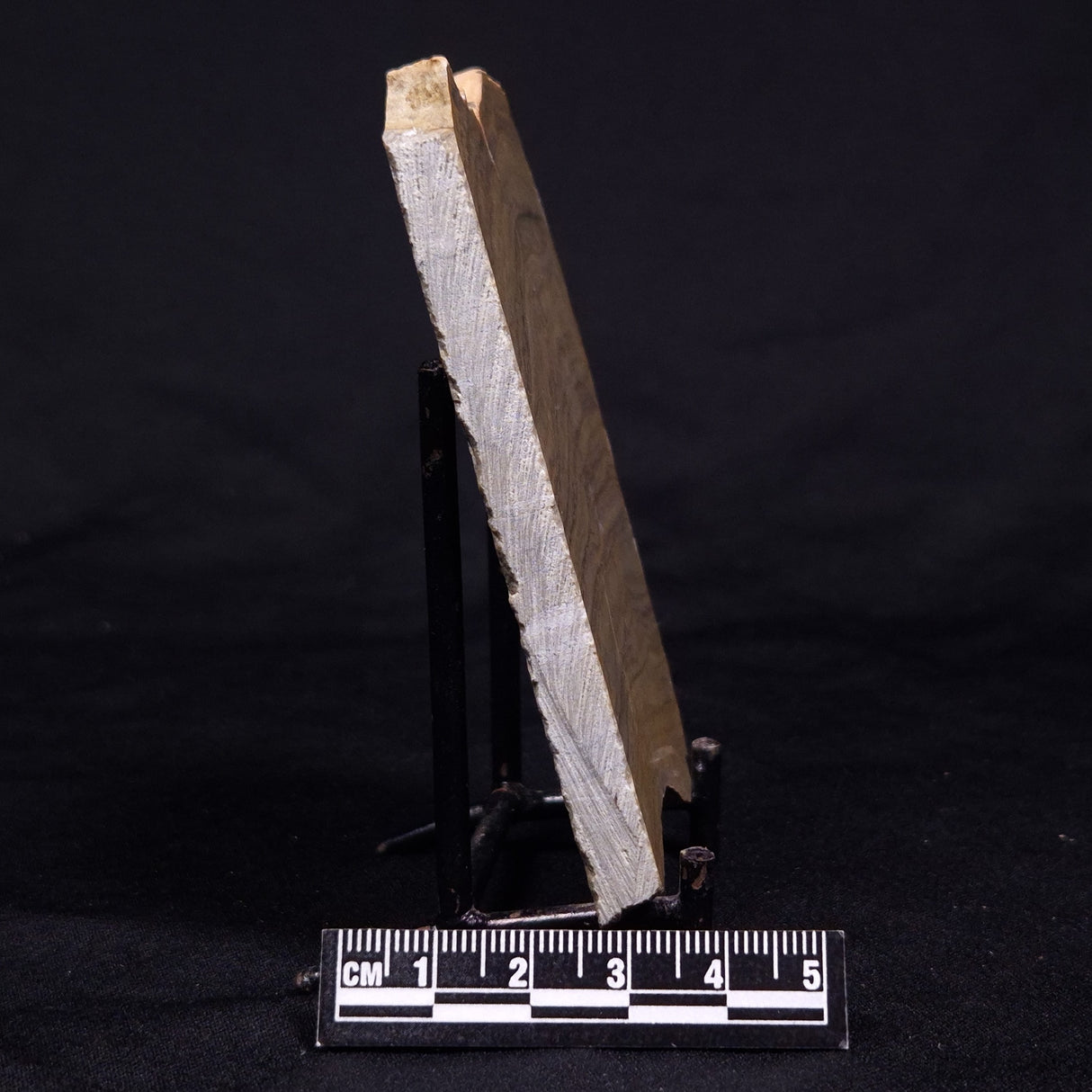 KUSSIELLA CF. KUSSIENSIS, Paleoproterozoic, Canada ZKK043