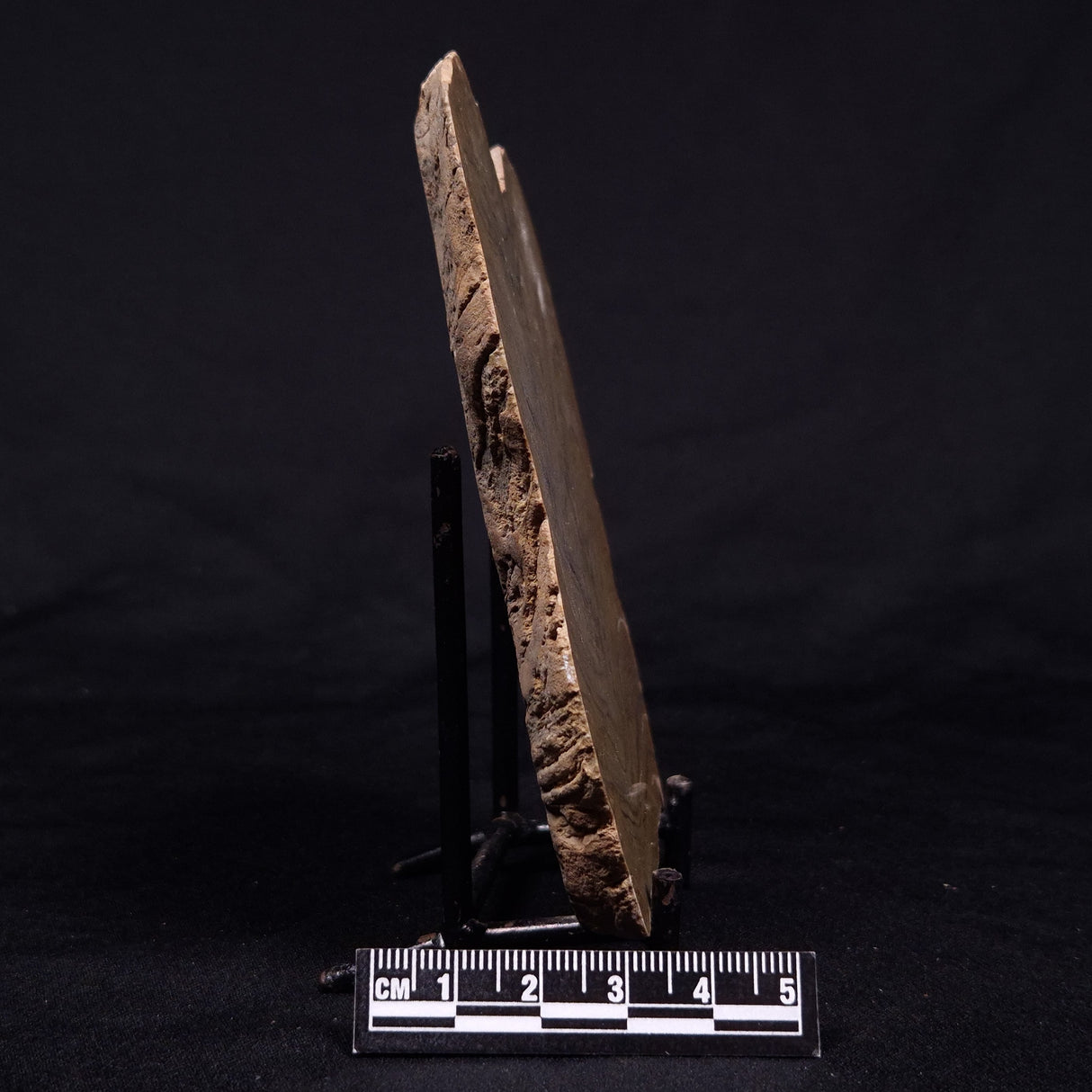 KUSSIELLA CF. KUSSIENSIS, Paleoproterozoic, Canada ZKK044