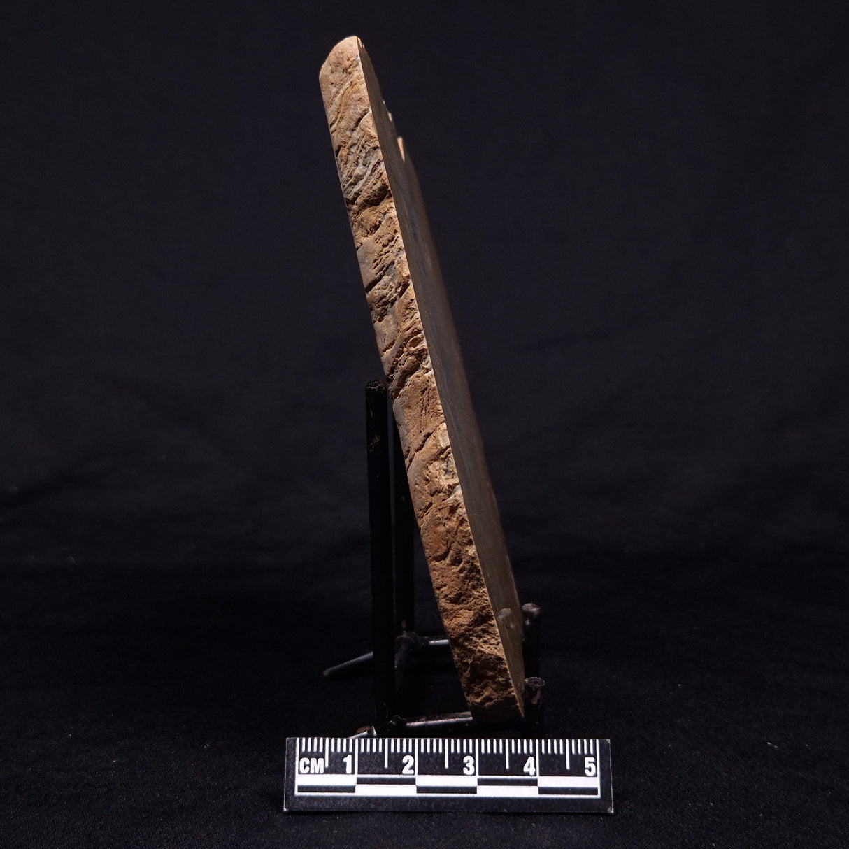 KUSSIELLA CF. KUSSIENSIS, Paleoproterozoic, Canada ZKK045