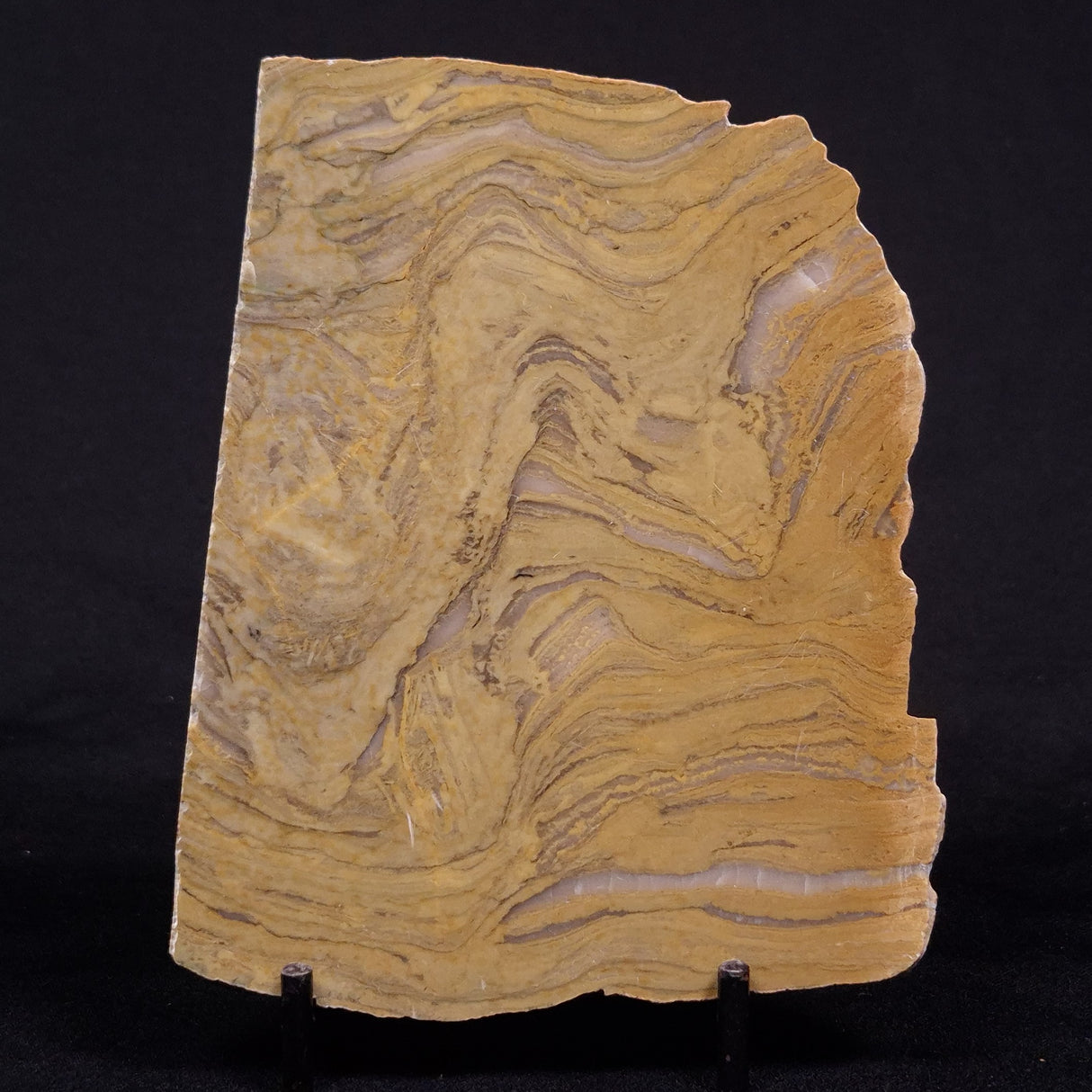 KUSSIELLA CF. KUSSIENSIS, Paleoproterozoic, Canada ZKK046