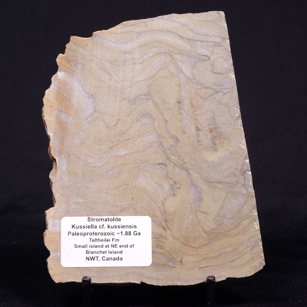 KUSSIELLA CF. KUSSIENSIS, Paleoproterozoic, Canada ZKK046