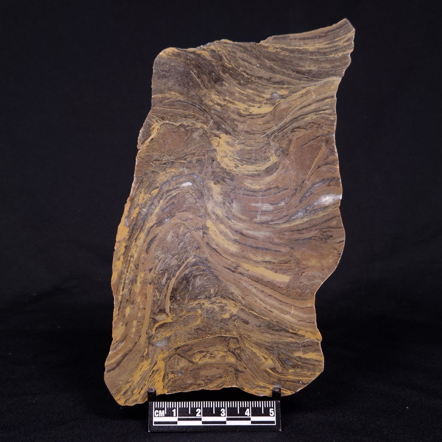 KUSSIELLA CF. KUSSIENSIS, Paleoproterozoic, Canada ZKK047