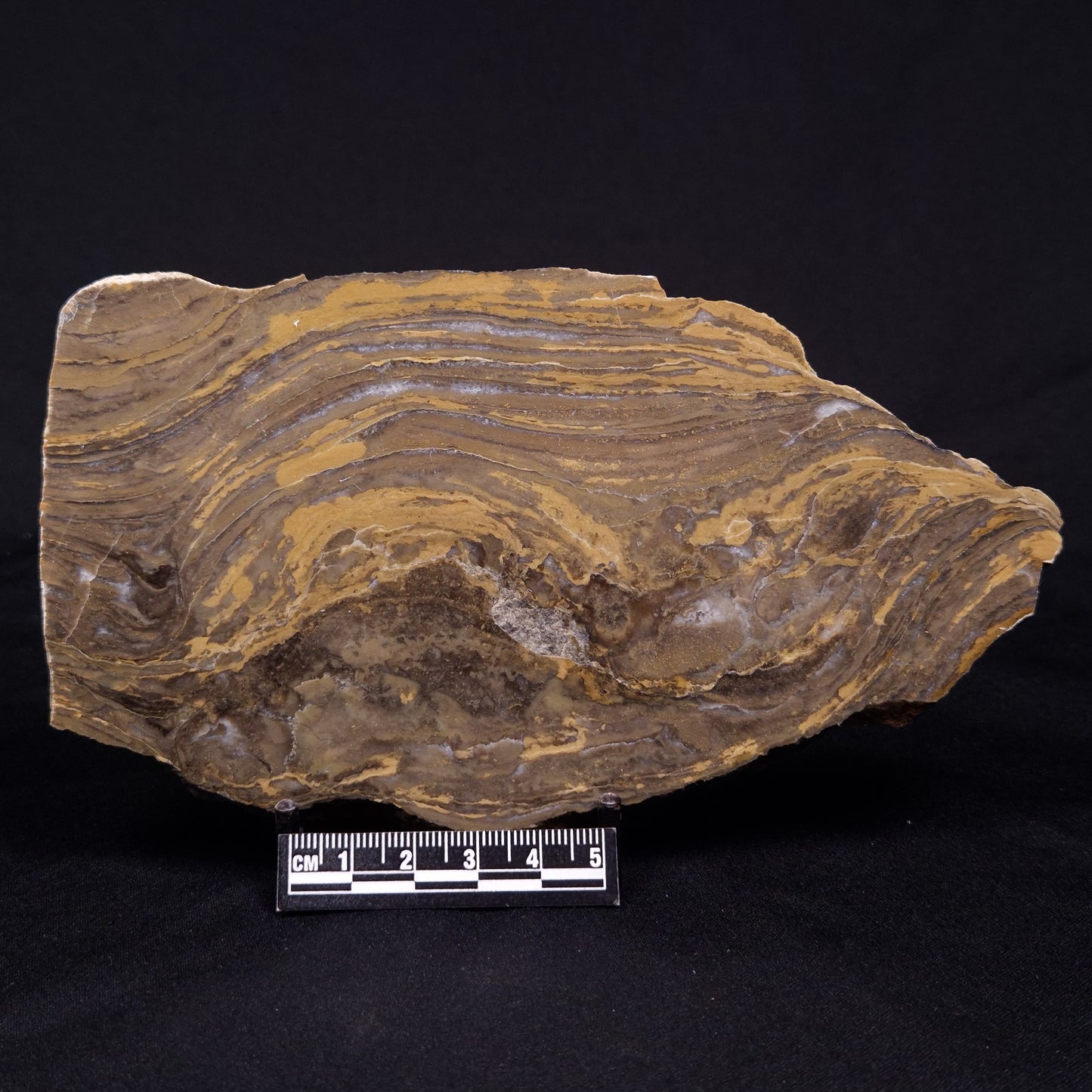 KUSSIELLA CF. KUSSIENSIS, Paleoproterozoic, Canada ZKK048