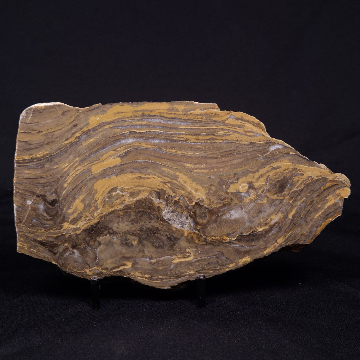 KUSSIELLA CF. KUSSIENSIS, Paleoproterozoic, Canada ZKK048