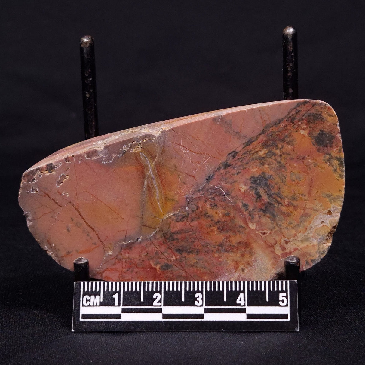 PILBARIA PERPLEXA STROMATOLITE, Australia ZPP008