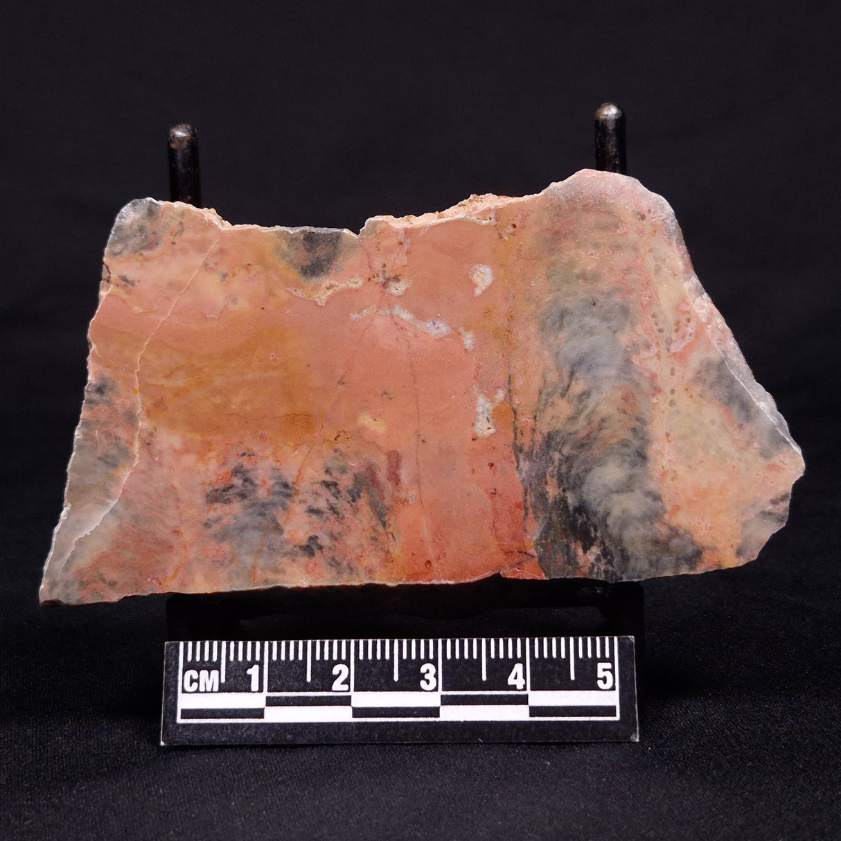PILBARIA PERPLEXA STROMATOLITE, Australia ZPP009