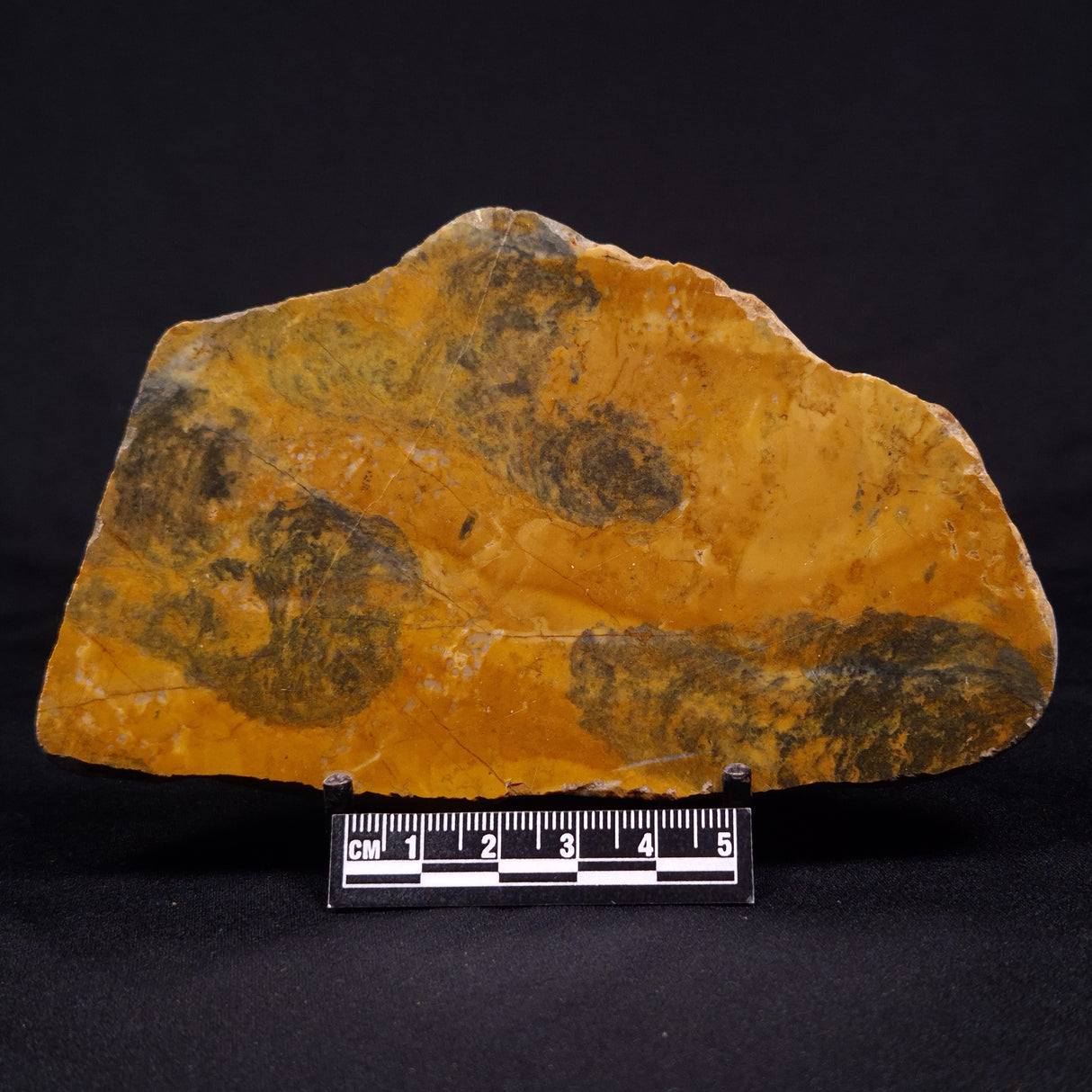 PILBARIA PERPLEXA STROMATOLITE, Australia ZPP010