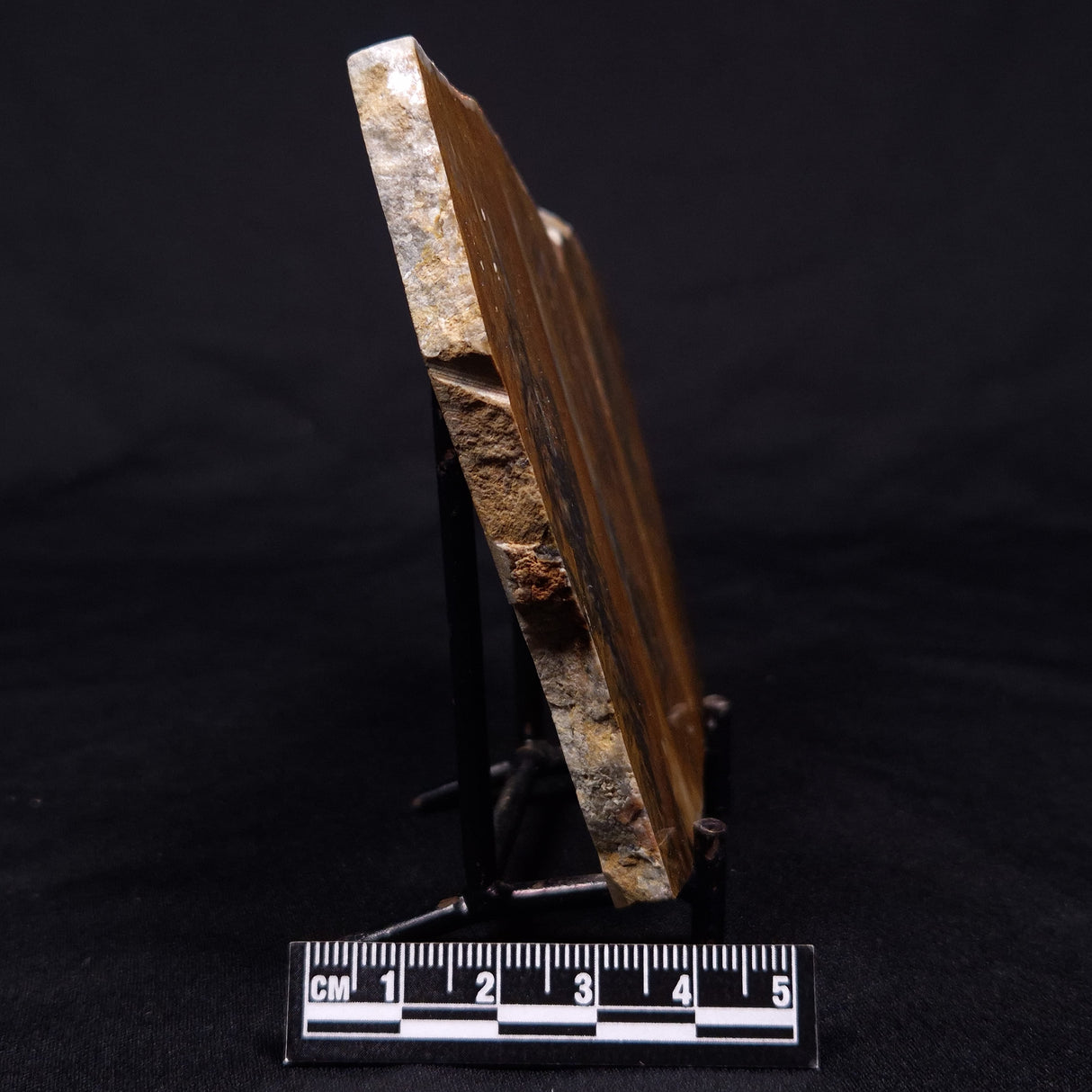 PILBARIA PERPLEXA STROMATOLITE, Australia ZPP011