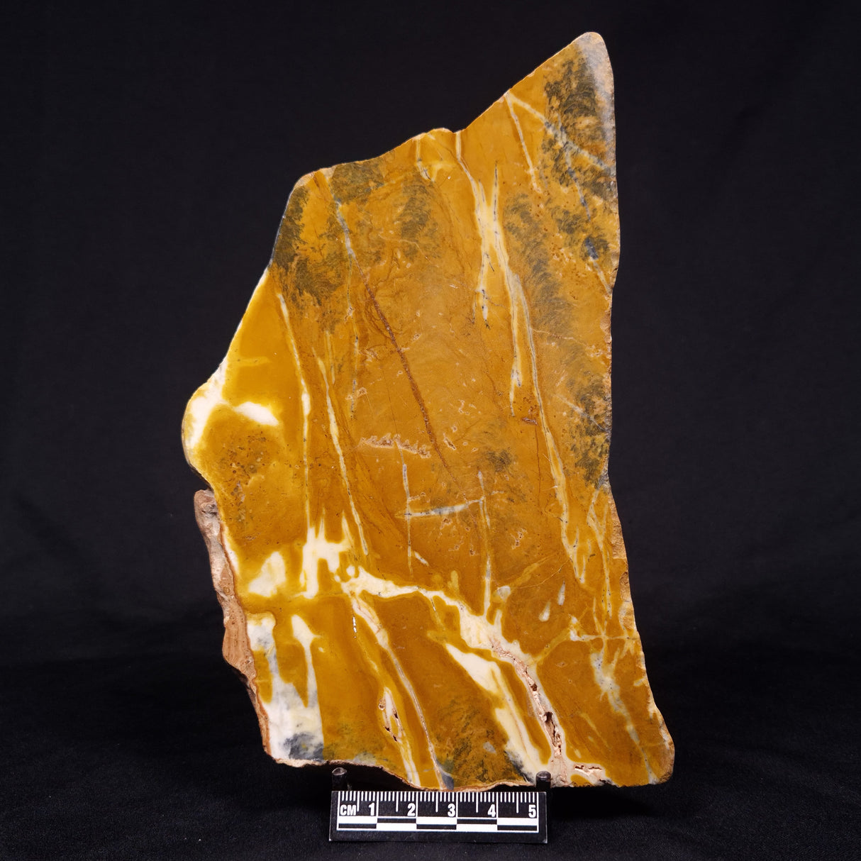 PILBARIA PERPLEXA STROMATOLITE, Australia ZPP012