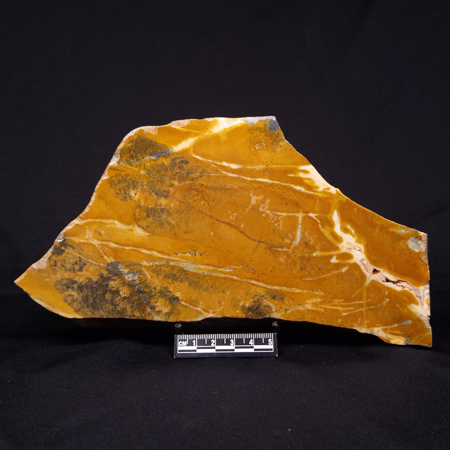 PILBARIA PERPLEXA STROMATOLITE, Australia ZPP014