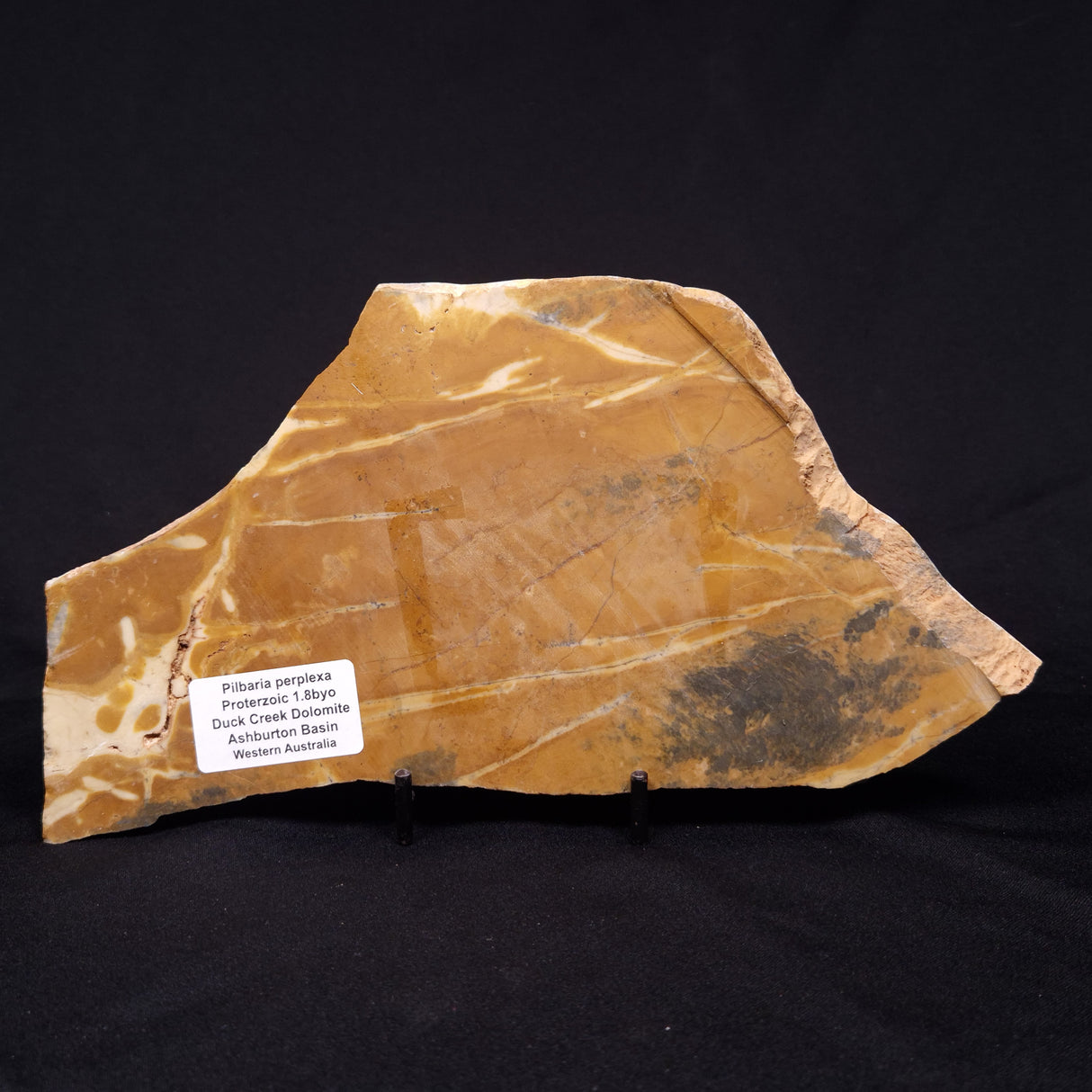 PILBARIA PERPLEXA STROMATOLITE, Australia ZPP014