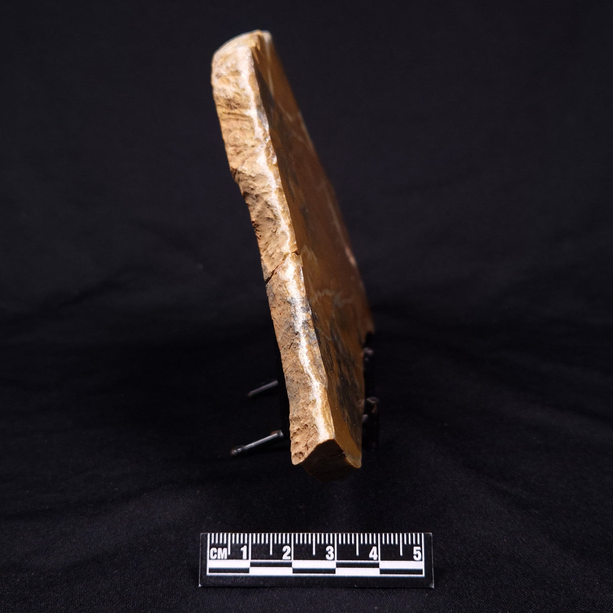 PILBARIA PERPLEXA STROMATOLITE, Australia ZPP014