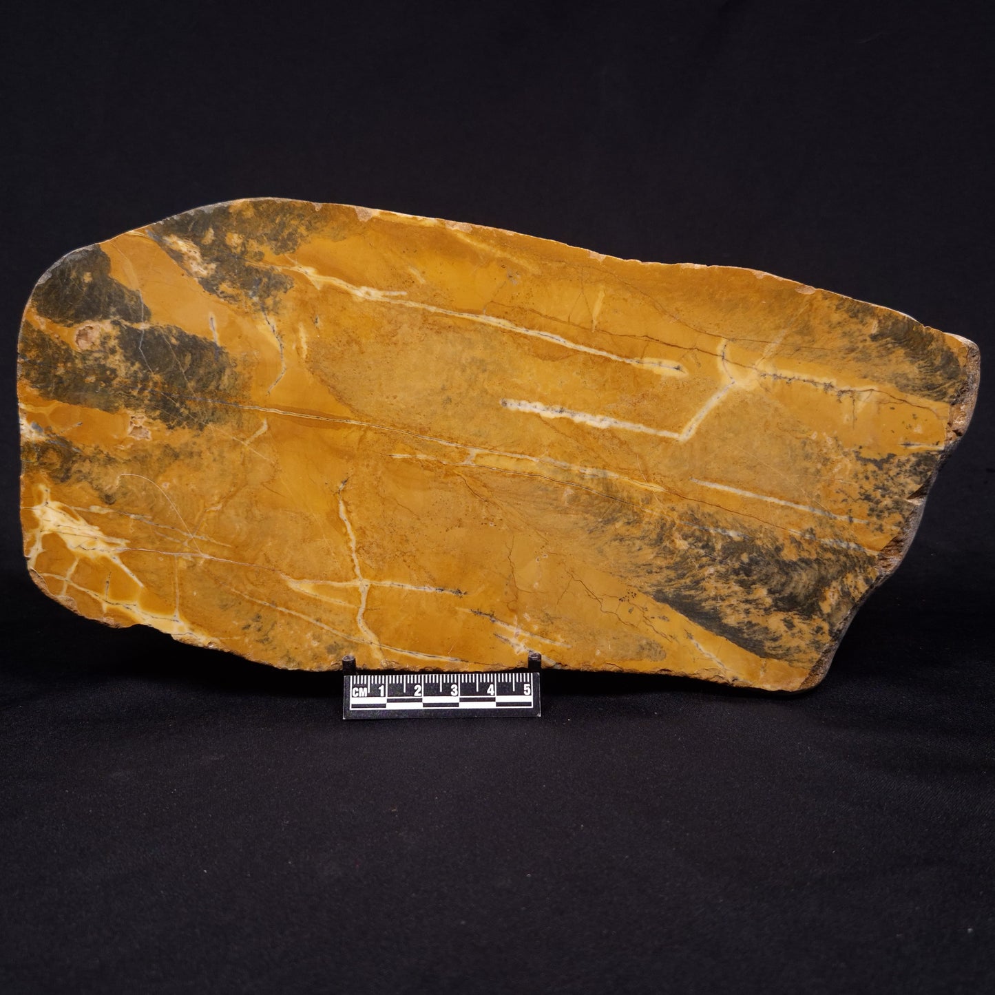 PILBARIA PERPLEXA STROMATOLITE, Australia ZPP015