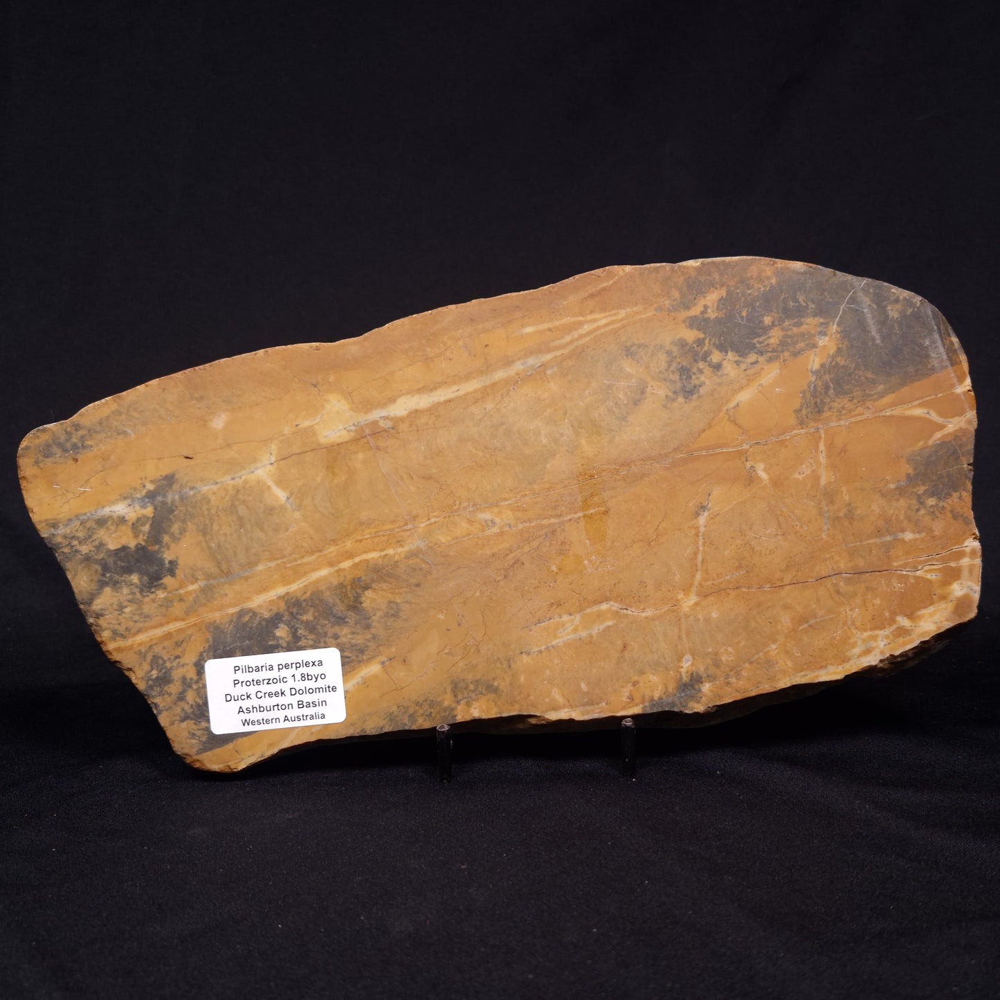 PILBARIA PERPLEXA STROMATOLITE, Australia ZPP015