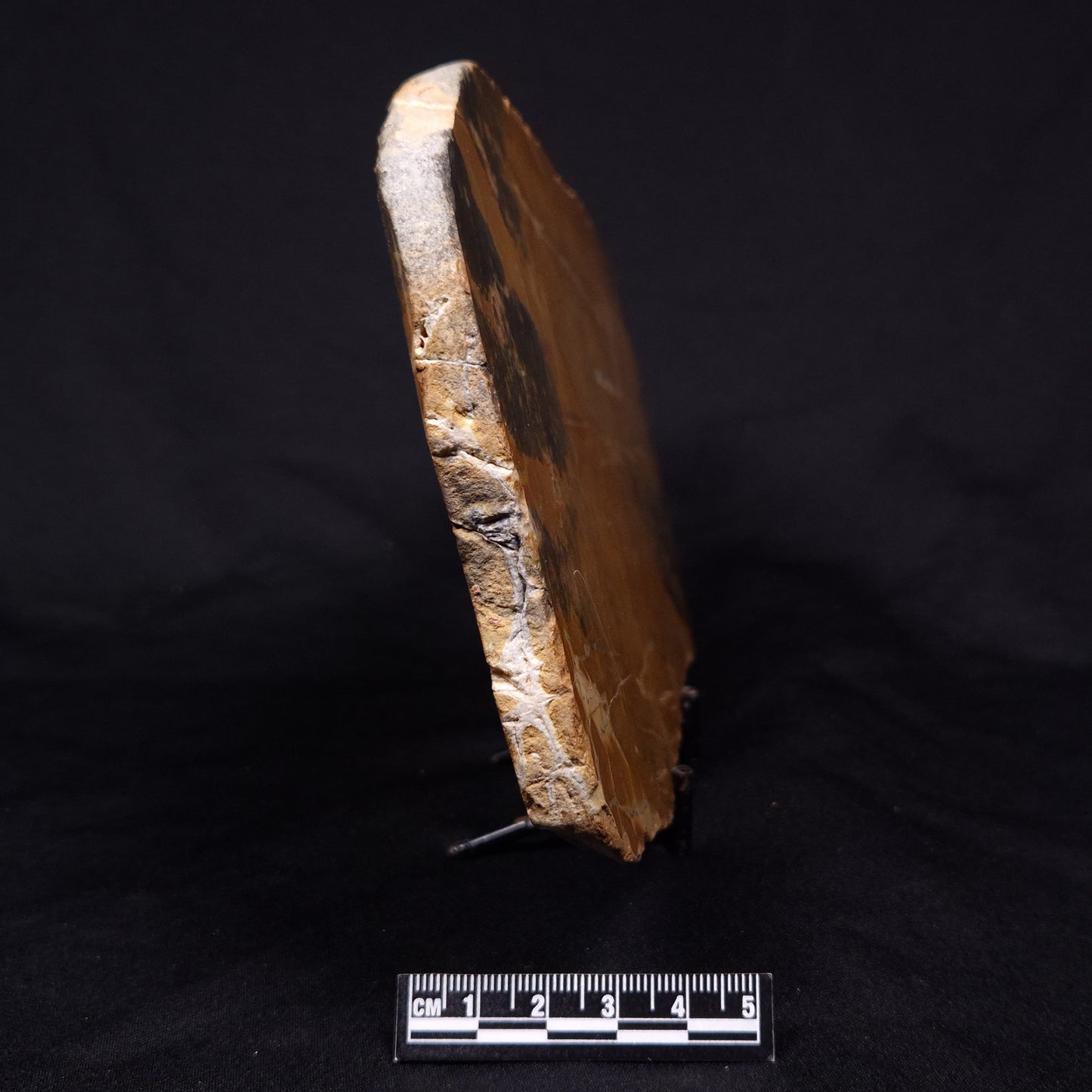 PILBARIA PERPLEXA STROMATOLITE, Australia ZPP015