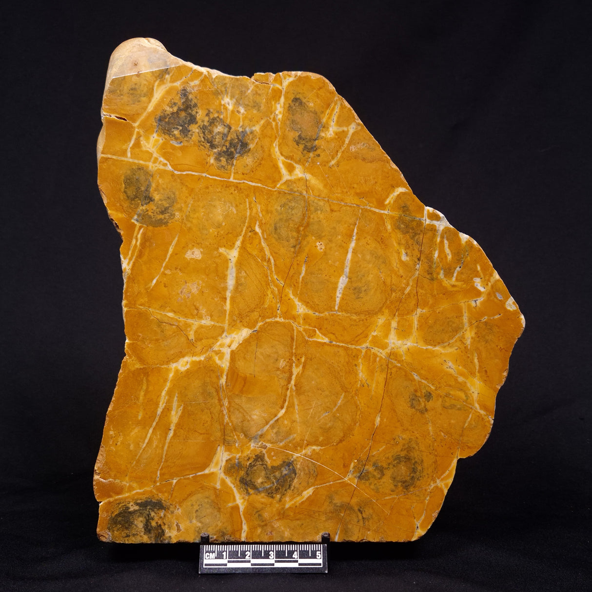 PILBARIA PERPLEXA STROMATOLITE, Australia ZPP016