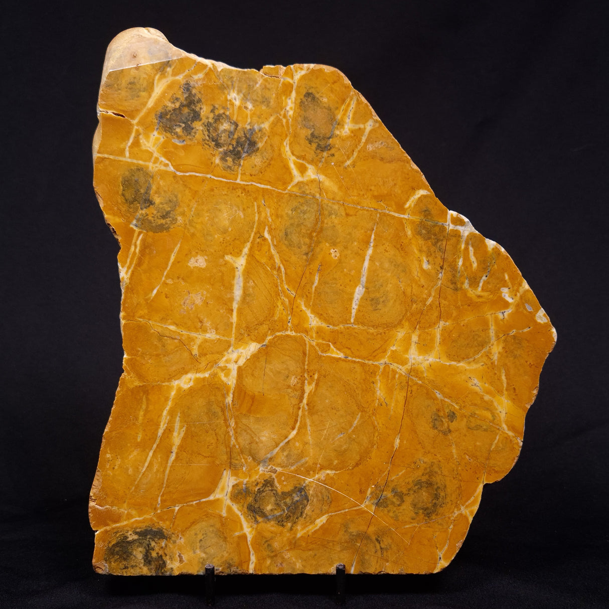 PILBARIA PERPLEXA STROMATOLITE, Australia ZPP016