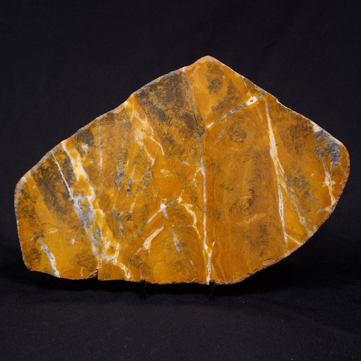 PILBARIA PERPLEXA STROMATOLITE, Australia ZPP017