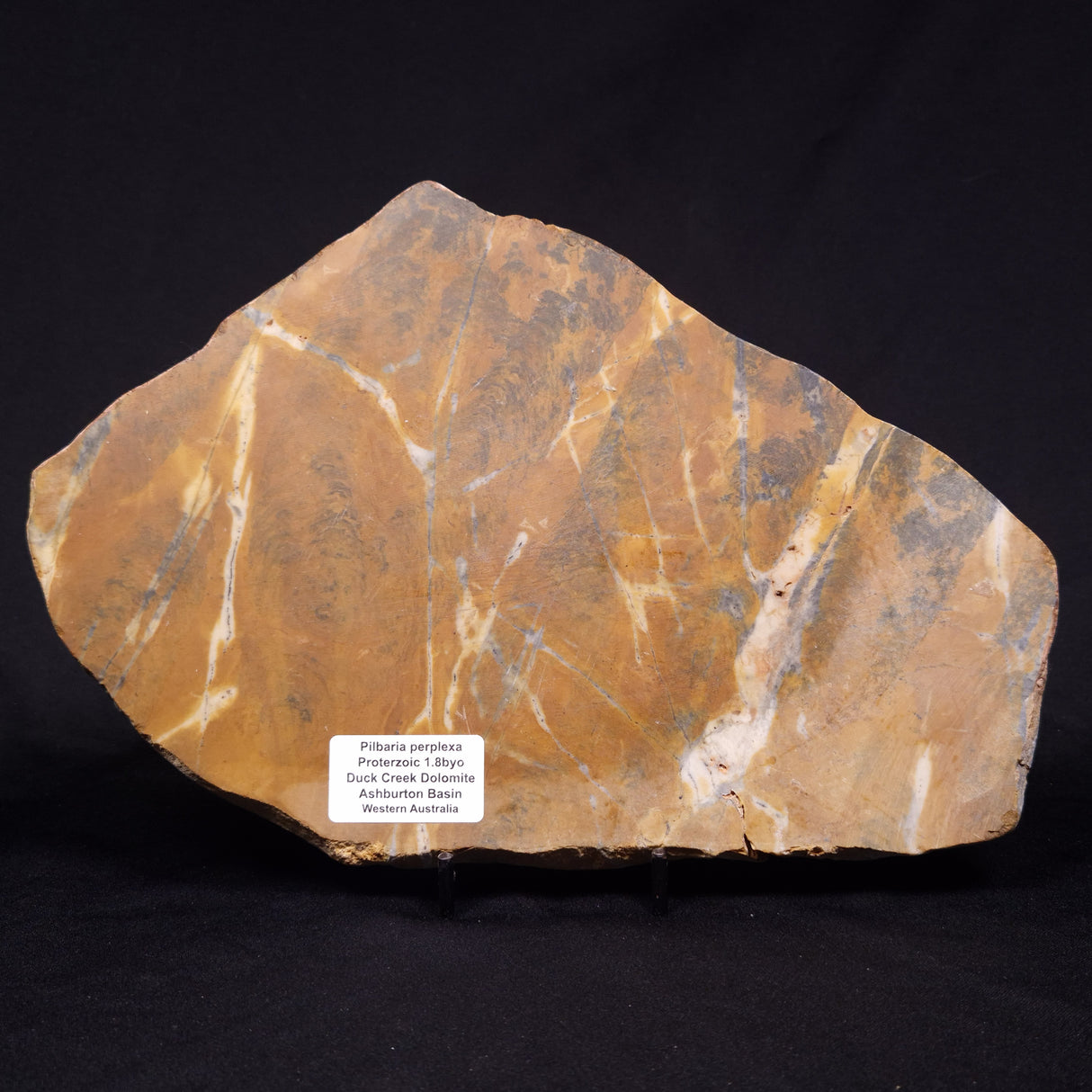 PILBARIA PERPLEXA STROMATOLITE, Australia ZPP017