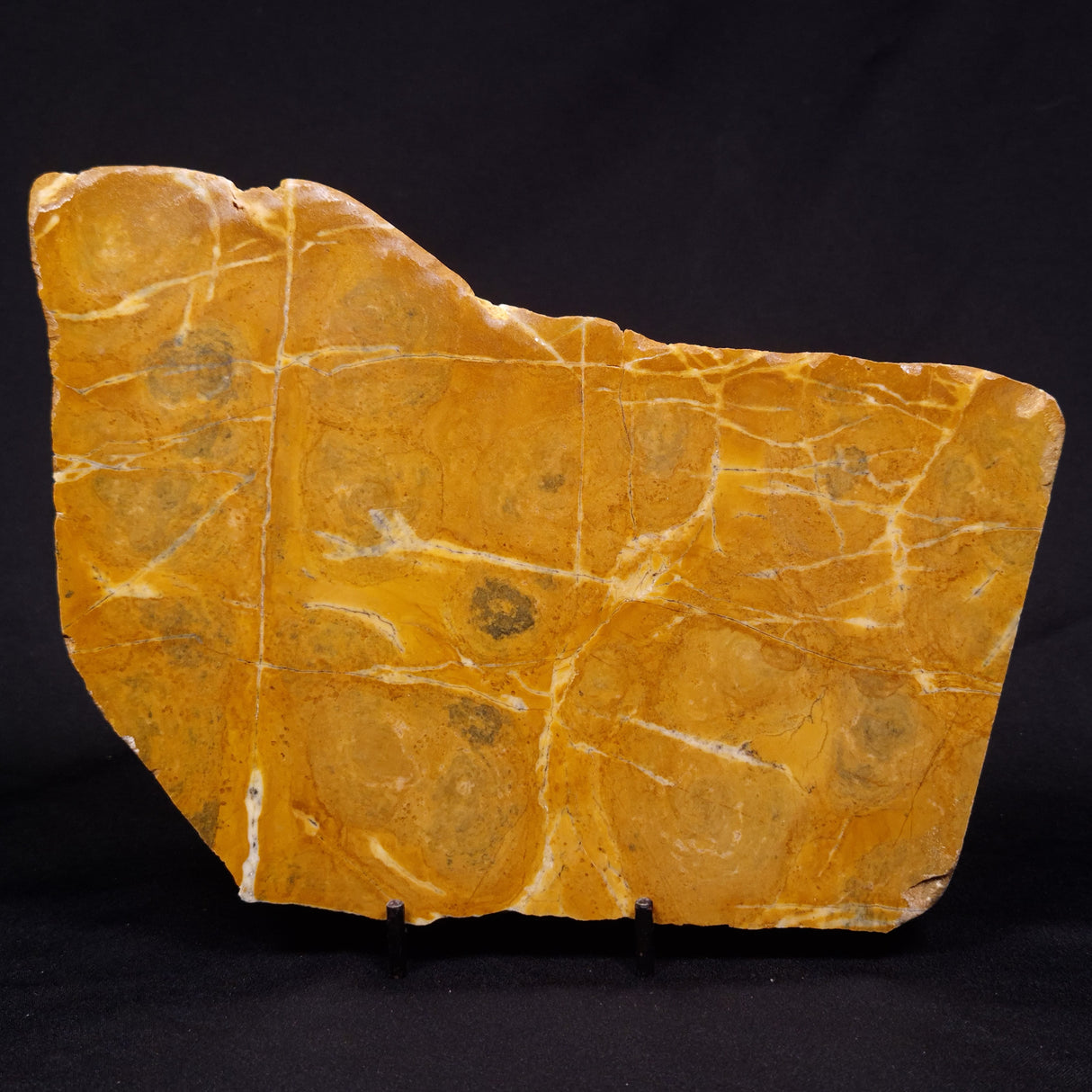 PILBARIA PERPLEXA STROMATOLITE, Australia ZPP018