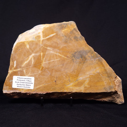 PILBARIA PERPLEXA STROMATOLITE, Australia ZPP019