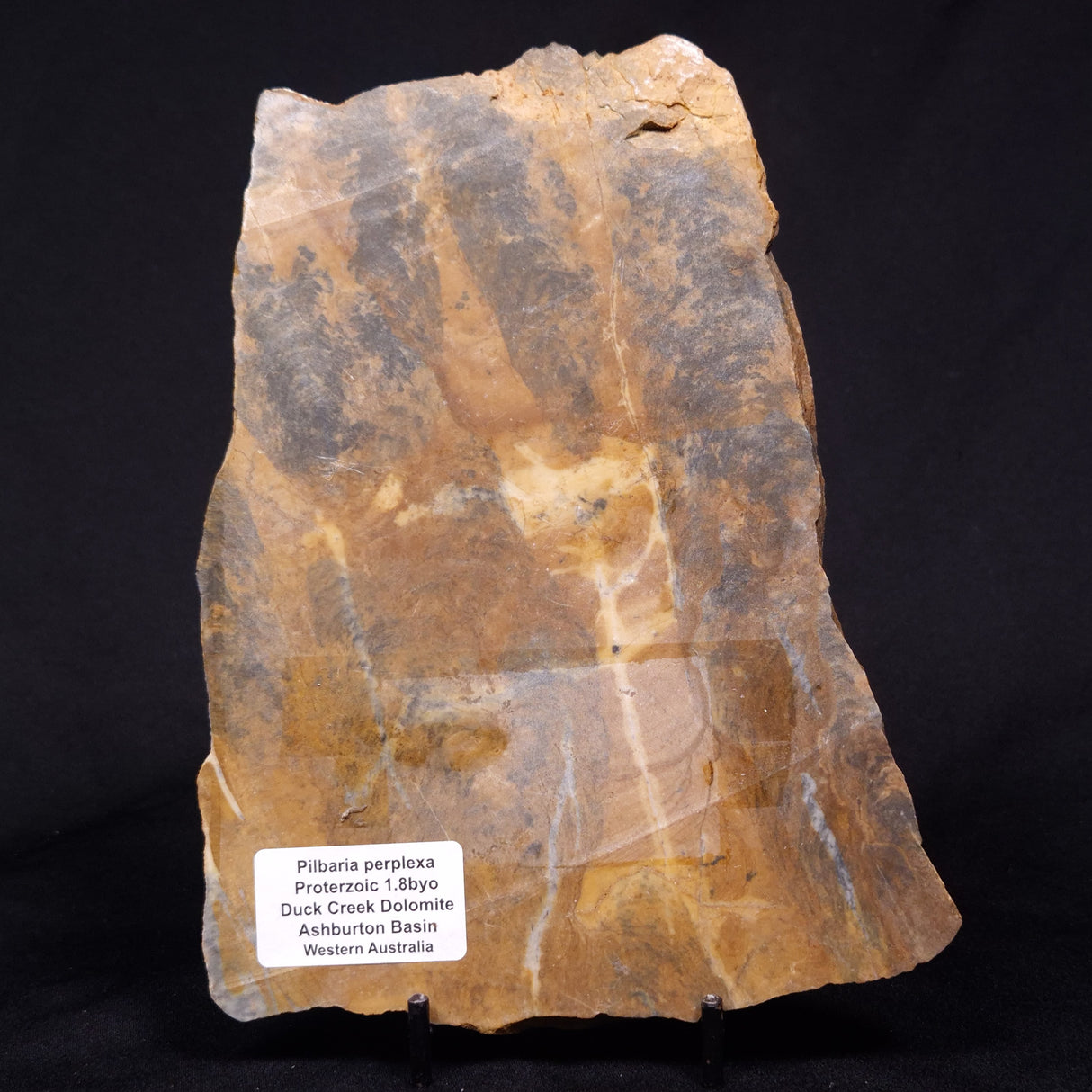 PILBARIA PERPLEXA STROMATOLITE, Australia ZPP020