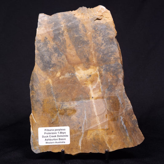 PILBARIA PERPLEXA STROMATOLITE, Australia ZPP020