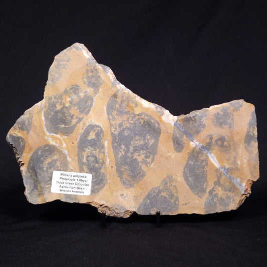 PILBARIA PERPLEXA STROMATOLITE, Australia ZPP021