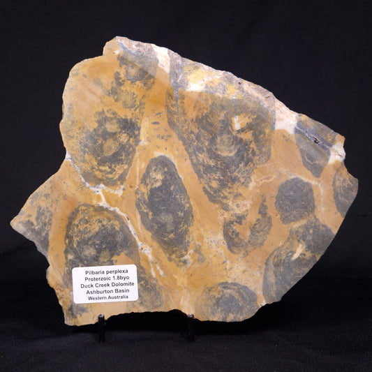 PILBARIA PERPLEXA STROMATOLITE, Australia ZPP022