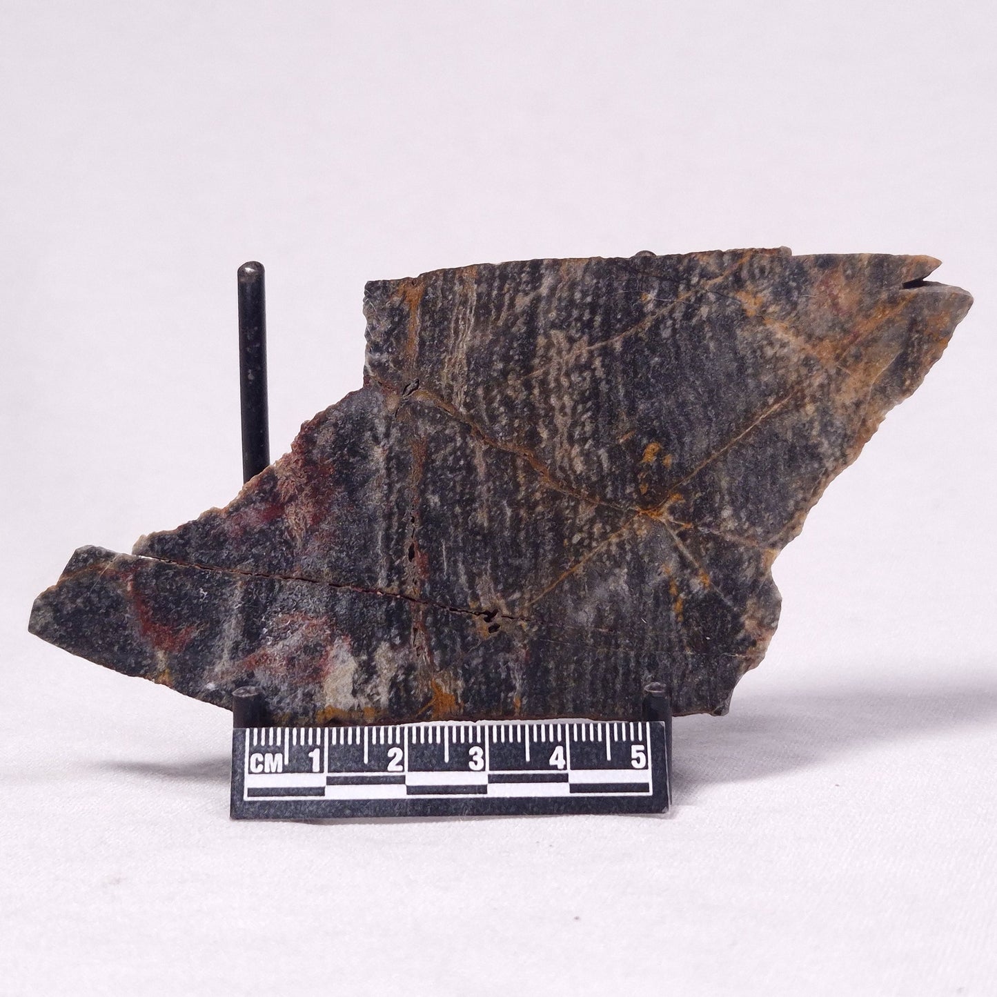STROMATOLITE, Archean, Australia ZSL039