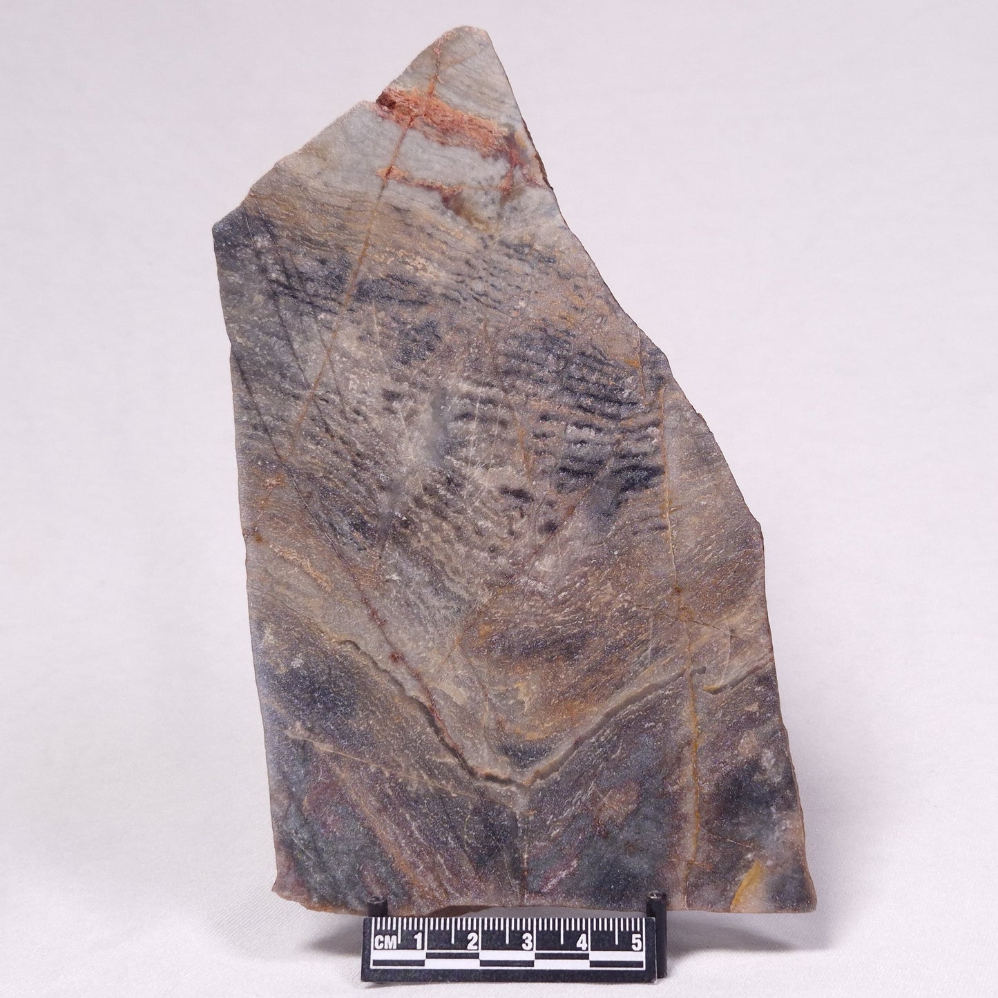 STROMATOLITE, Archean, Australia ZSL046