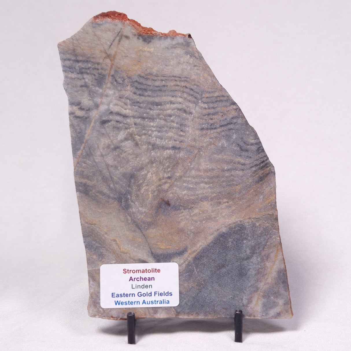 STROMATOLITE, Archean, Australia ZSL057