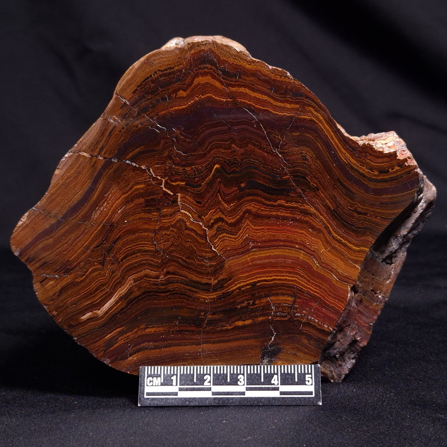 BANDED TIGER IRON MICROBIALITE, Archean, Australia ZBI061