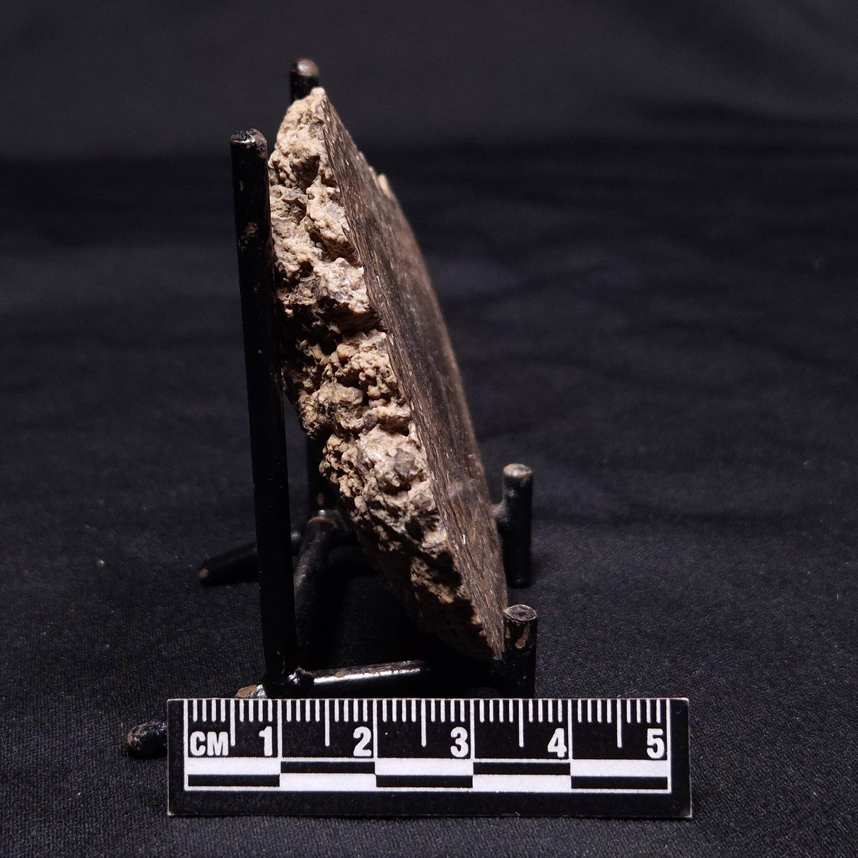ONCOLITE, Upper Cretaceous, Mexico ZON001